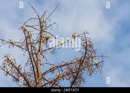 Cedar waxwings riempire un pino morente che è stato superato dal fungo mortale agugliata. Foto Stock