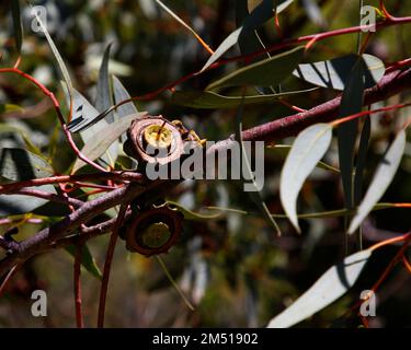 Primo piano di semi dell'eucalipto giovane dell'Australia occidentale. Foto Stock