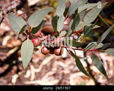 Primo piano dei semi dell'eucalipto rameliana, arbusto a bassa crescita, originario dell'Australia Occidentale. Foto Stock