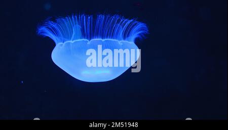 Foto subacquea di Aurelia Hawaii, meduse lunari, vasetto di gelatina che galleggia nel buio mare aperto profondo. Famiglia Ulmaridae. Primo piano, rallentatore. Cancella Foto Stock