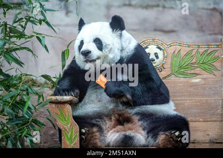 Chiang mai, Thailandia. 23rd Dec, 2022. Panda gigante Lin Hui prende cibo allo Zoo di Chiang mai a Chiang mai, Thailandia, 23 dicembre 2022. LIN Hui arrivò a Chiang mai in prestito dalla Cina all'età di due anni nel 2003. Credit: Wang Teng/Xinhua/Alamy Live News Foto Stock