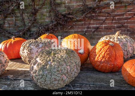 zucche di colore arancio brillante e verruche raccolte e pronte per essere intagliate per halloween Foto Stock