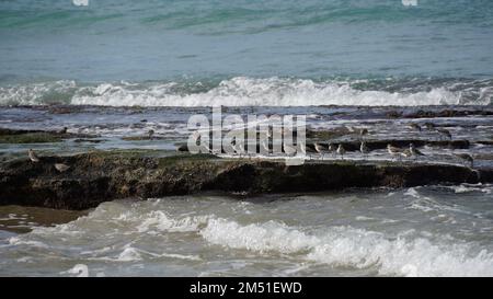 Un gruppo di Dunlin che si nutrono tra le maree Foto Stock