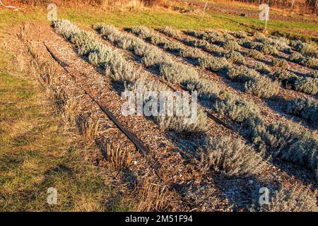 Lavanda a fine autunno. Varietà di piante resistenti all'inverno e al gelo, resistenti alle basse temperature. Foto Stock