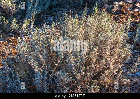 Lavanda a fine autunno. Varietà di piante resistenti all'inverno e al gelo, resistenti alle basse temperature. Foto Stock