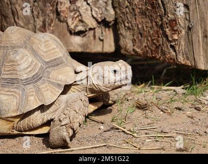 Sulcata o Tartaruga spronata africana nel contenitore Foto Stock