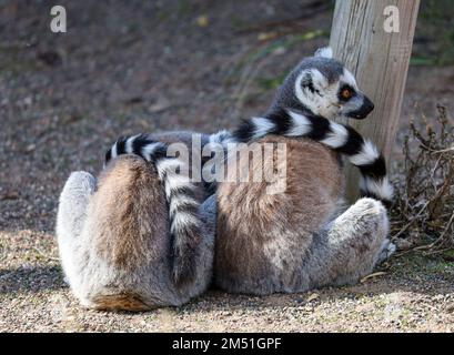 Lemur con coda ad anello nel contenitore Foto Stock