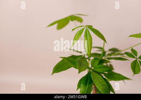 Un Money Tree Plant Pachira Aquatica. Verde pachira aquatica foglie su sfondo beige, pachira Foto Stock