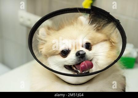 Cane alla clinica. Pomeranian alla reception presso il veterinario in ufficio Foto Stock