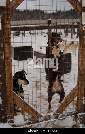 Allevamento di Husky dell'Alaska in inverno. Concetto di adozione di animali persi e abbandonati da rifugio. Due giovani cani di razza mix marrone e nero dietro recinto Foto Stock