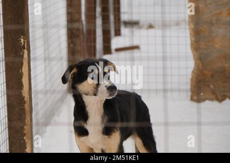 Concetto di adozione di animali domestici perduti e abbandonati dal riparo. Un cucciolo dietro recinto di voliera triste e in attesa di persone. Allevamento di Husky dell'Alaska Foto Stock