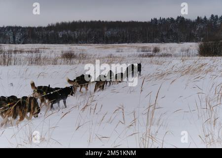 La squadra di Husky dell'Alaska fa il passo attraverso le nevicate sul campo in inverno. Concorsi e addestramento di cani da slitta.. Mestizos atletico forte e duro o Foto Stock