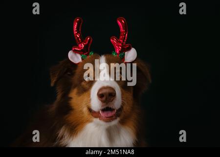 Concetto di PET che celebra Buon Natale. Il pastore australiano marrone indossa corna rosse di cervo di Natale in testa e sorride. Aussie Santas helper al buio Foto Stock