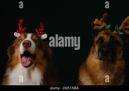 Concetto di animali domestici che festeggia il Natale. Due cani pureed in ruolo di Babbo Natale aiutanti indossare corna cervi sulla loro testa. Pastore australiano e tedesco sono b Foto Stock