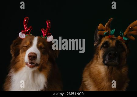 Concetto di animali domestici che festeggia il Natale. Due cani pureed in ruolo di Babbo Natale aiutanti indossare corna cervi sulla loro testa. Pastore australiano e tedesco sono b Foto Stock