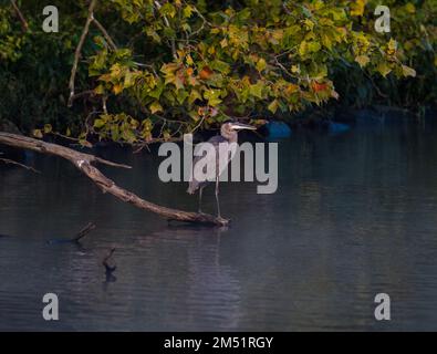 Un airone grigio (Ardea cinerea) che riposa su un albero caduto nel lago Foto Stock