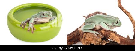 La rana verde australiana in ciotola con acqua isolata su fondo bianco con profondità di campo completa Foto Stock