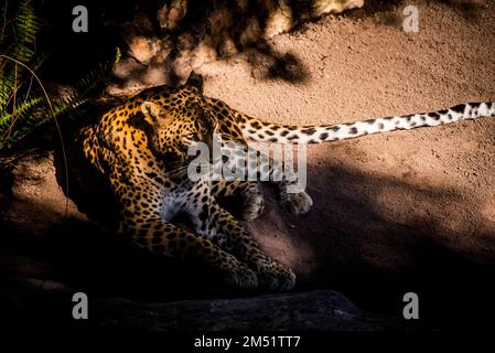 Una vista ad alto angolo di un leopardo di Javan che riposa sotto la luce del sole Foto Stock