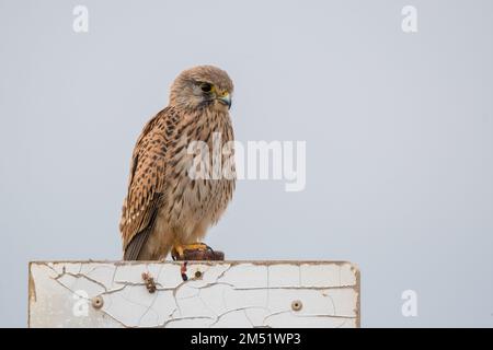 Gheppio comune, Falco tinnunculus, su un segno di legno, Delta Ebro, Catalogna, Spagna Foto Stock