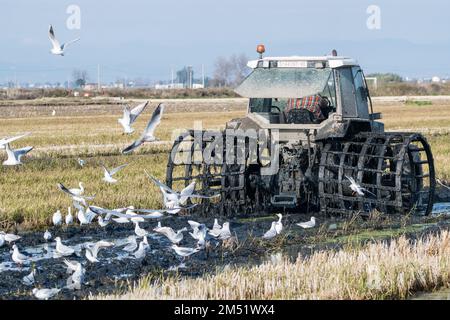 trattore per risaie, con uccelli marini che mangiano, in fase invernale per l'alluvione del terreno, il fangoso per seppellire i gambi e resti del raccolto. Ebro Foto Stock