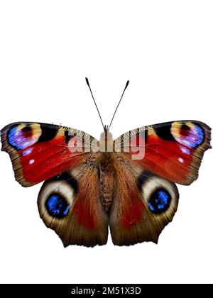 Una farfalla Peacock a scatto verticale con belle ali isolate su sfondo bianco Foto Stock