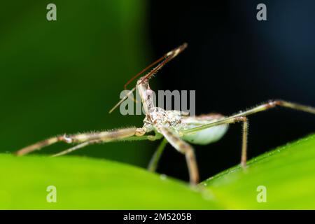 Assassin bug closeup shot Looking up (Rhynocoris iracundus), Satara, Maharashtra, India Foto Stock