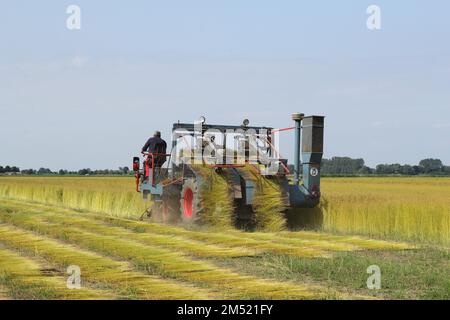 un agricoltore sta ritirando le piante di lino con una macchina nella campagna olandese in estate Foto Stock