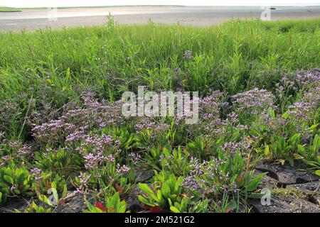 un paesaggio costiero in estate nei paesi bassi con lavanda di mare viola nella palude verde di sale lungo il mare westerschelde Foto Stock