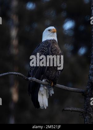 Aquile calve che pescano nel fiume South Platte nell'Eleven Mile Canyon Colorado Foto Stock