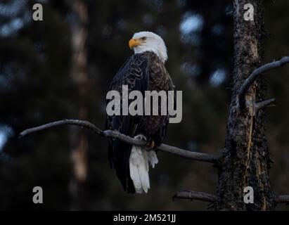 Aquile calve che pescano nel fiume South Platte nell'Eleven Mile Canyon Colorado Foto Stock