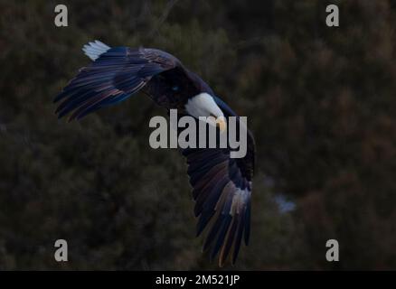 Aquile calve che pescano nel fiume South Platte nell'Eleven Mile Canyon Colorado Foto Stock