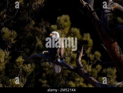 Aquile calve che pescano nel fiume South Platte nell'Eleven Mile Canyon Colorado Foto Stock