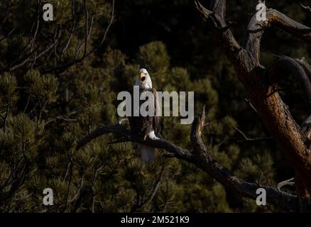 Aquile calve che pescano nel fiume South Platte nell'Eleven Mile Canyon Colorado Foto Stock