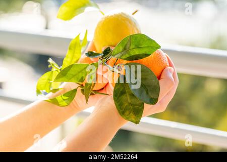 Raccolta di agrumi freschi. Scatola con clementine. Limoni croati, arance, tangerini. Frutta della vitamina. Foto Stock