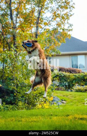 Un carino cane pastore australiano che gioca in un cortile Foto Stock