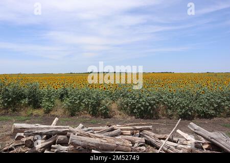 Una bella vista di un campo di girasole e di un mucchio di legno di fronte ad esso. Foto Stock