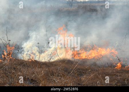 Erba secca che brucia sul campo durante il primo piano del giorno. Che brucia erba asciutta in campo. Fiamma, fuoco, fumo, cenere, erba secca. Fumo fuoco selvaggio. Catastrofi ecologiche, ambiente, cambiamenti climatici, inquinamento ecologico Foto Stock