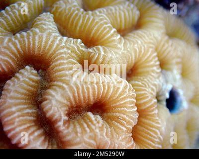 Incredibile forma del cervello LPS corallo - Platygyra spp. Foto Stock