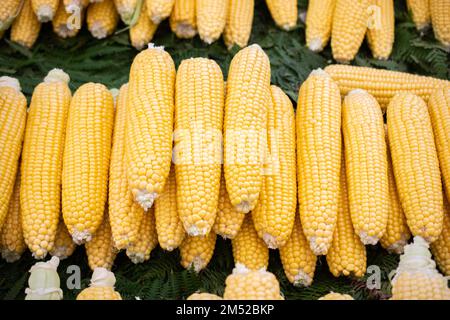 Abbondanza di organico fresco pelato calli come sfondo di cibo Foto Stock