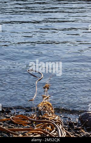 Bullwhip Kelp in Burrows Bay Anacortes dopo una tempesta di vento di fine caduta Foto Stock