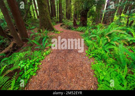 Redwood Access Trail presso il Prairie Creek Redwoods state Park, California USA Foto Stock