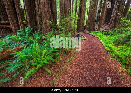 Redwood Access Trail presso il Prairie Creek Redwoods state Park, California USA Foto Stock