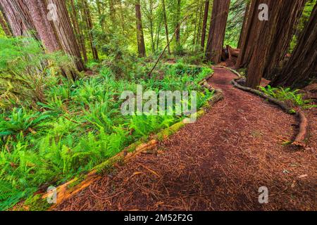 Redwood Access Trail presso il Prairie Creek Redwoods state Park, California USA Foto Stock