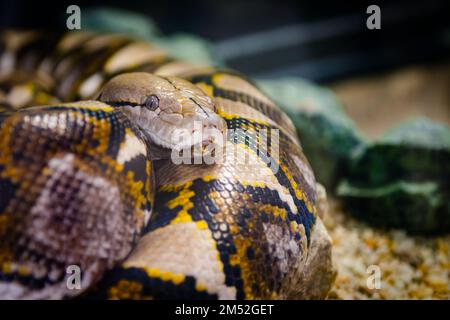 Serpente non venoso in pitone reticolato avvolto da vicino più a lungo al mondo Foto Stock