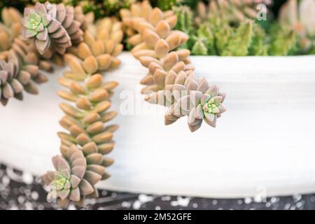 Sedum adolphii flowerpot appeso caldo bagliore oro ora primo piano grappike rosetta a forma di pianta succulente in rapida crescita Foto Stock