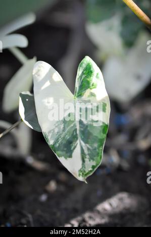 Alocasia, Alocasia macrorrhizos o pianta di Alocasia o alocasia bicolore o pianta variegata di alocasia Foto Stock