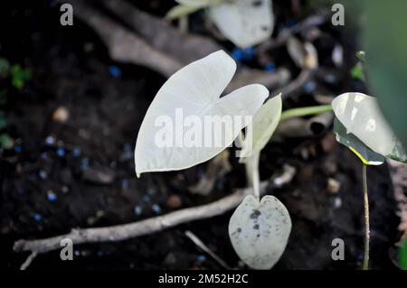 Alocasia, Alocasia macrorrhizos o pianta di Alocasia o alocasia bicolore o pianta variegata di alocasia Foto Stock