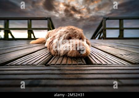 Un primo piano di un carino piccolo Goldendoodle che giace in primo piano su tavole di legno sotto un cielo nuvoloso Foto Stock