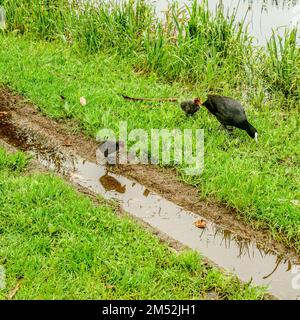 È che io? Anatroccolo sbuffato da IT's Reflection Foto Stock
