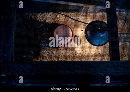 Pulcini giovani all'interno di una gabbia di pollo con una lampada a caldo, biancheria da letto per radere il legno, cibo e acqua Foto Stock